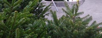 Vianočné stromčeky Vianočné stromčeky